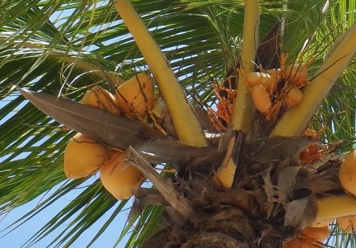 Het bruine kokospalmblad